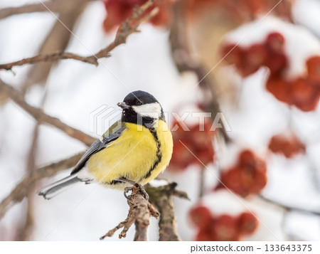 Cute bird Great tit, songbird sitting on a branch without leaves in the autumn or winter. Cute bird Great tit, songbird sitting on a branch without leaves in the autumn or winter. 133643375
