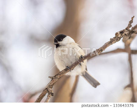 Cute bird the willow tit, song bird sitting on a branch without leaves in the winter. Cute bird the willow tit, song bird sitting on a branch without leaves in the winter. 133643376