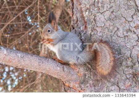The squirrel with nut sits on tree in the winter or late autumn The squirrel with nut sits on tree in the winter or late autumn 133643394