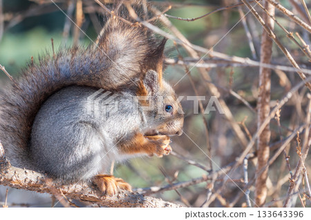 The squirrel with nut sits on tree in the winter or late autumn The squirrel with nut sits on tree in the winter or late autumn 133643396