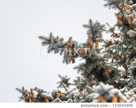 Green fir branches in winter covered with snow Green fir branches in winter covered with snow 133643406