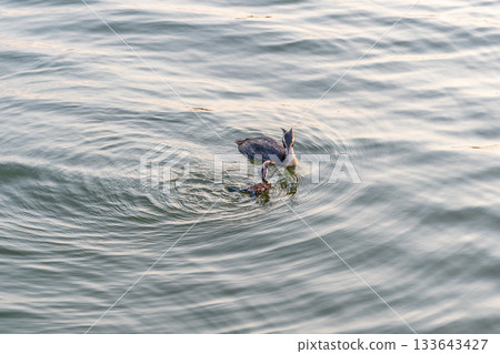 An adult great crested grebe feeds its chick with fish on a summer evening. 133643427