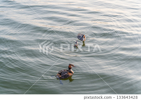 An adult great crested grebe feeds its chick with fish on a summer evening. 133643428