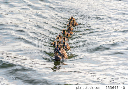 A family of ducks, a duck and its little ducklings are swimming in the water. The duck takes care of its newborn ducklings. Mallard, lat. Anas platyrhynchos 133643440