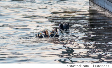 Eurasian Coot with Chicks Swimming on Lake 133643444