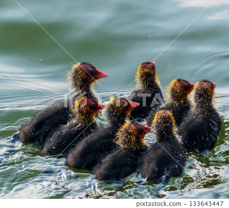 Eurasian Coot with Chicks Swimming on Lake Eurasian Coot with Chicks Swimming on Lake 133643447
