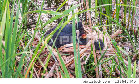 Eurasian Coot with Chicks in nest. Eurasian coot, Fulica atra Eurasian Coot with Chicks in nest. Eurasian coot, Fulica atra 133643449