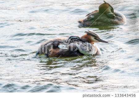 The water bird Great crested Grebe, Podiceps cristatus, swimming in the lake, and its cute babies riding on its back The water bird Great crested Grebe, Podiceps cristatus, swimming in the lake, and its cute babies riding on its back 133643456