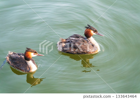 The water bird Great crested Grebe, Podiceps cristatus, swimming in the lake, and its cute babies riding on its back The water bird Great crested Grebe, Podiceps cristatus, swimming in the lake, and its cute babies riding on its back 133643464