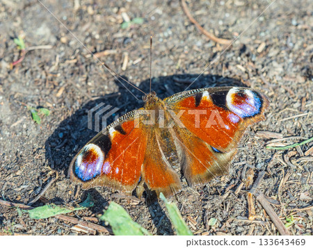 Peacock butterfly on the ground among the grass 133643469