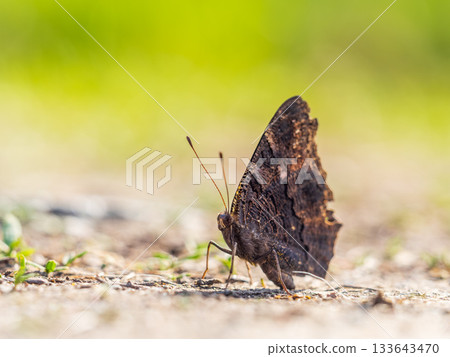 Peacock butterfly on the ground among the grass 133643470
