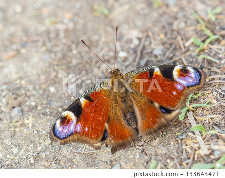 Peacock butterfly on the ground among the grass Peacock butterfly on the ground among the grass 133643471