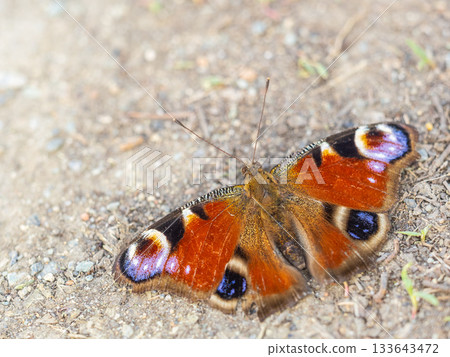 Peacock butterfly on the ground among the grass 133643472