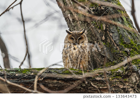Long-eared owl (Asio otus), looking forward with wide opened eyes 133643473