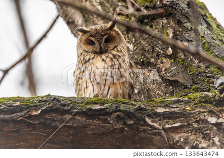 Long-eared owl (Asio otus), looking forward with wide opened eyes 133643474