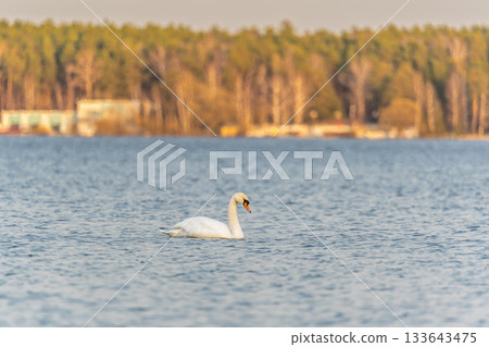 Graceful white Swan swimming in the lake, swans in the wild. Portrait of a white swan swimming on a lake. Graceful white Swan swimming in the lake, swans in the wild. Portrait of a white swan swimming on a lake. 133643475