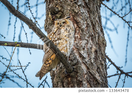 Long-eared owl (Asio otus), looking forward with wide opened eyes 133643478