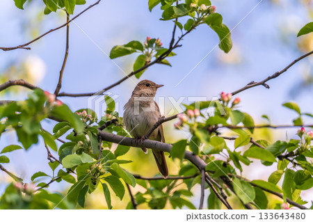 Thrush Nightingale, Luscinia luscinia. A bird sits on a tree branch and sings Thrush Nightingale, Luscinia luscinia. A bird sits on a tree branch and sings 133643480