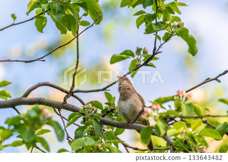 Thrush Nightingale, Luscinia luscinia. A bird sits on a tree branch and sings Thrush Nightingale, Luscinia luscinia. A bird sits on a tree branch and sings 133643482