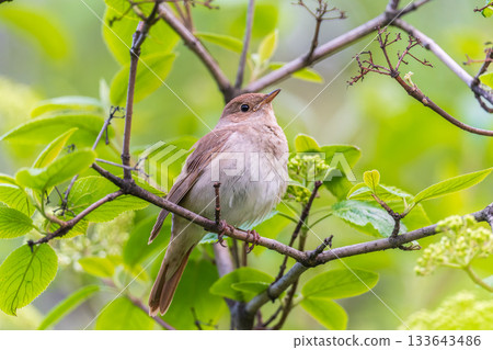 Thrush Nightingale, Luscinia luscinia. A bird sits on a tree branch and sings Thrush Nightingale, Luscinia luscinia. A bird sits on a tree branch and sings 133643486