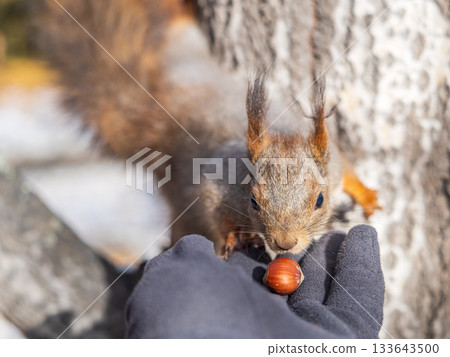 A squirrel in the autumn eats nuts from a human hand. Eurasian red squirrel, Sciurus vulgaris A squirrel in the autumn eats nuts from a human hand. Eurasian red squirrel, Sciurus vulgaris 133643500