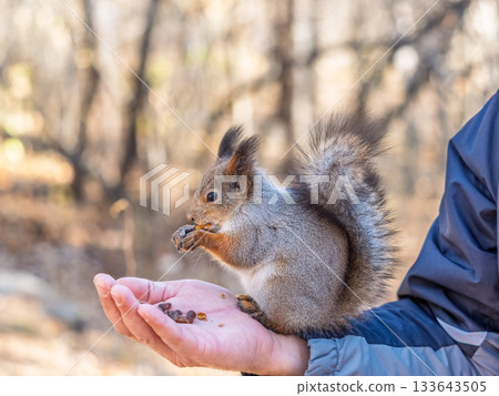 A squirrel in the spring or autumn eats nuts from a human hand. Eurasian red squirrel, Sciurus vulgaris 133643505