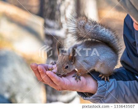 A squirrel in the spring or autumn eats nuts from a human hand. Eurasian red squirrel, Sciurus vulgaris 133643507