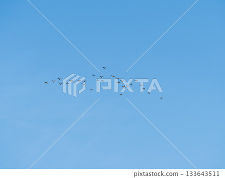 Flock of geese in flight 133643511