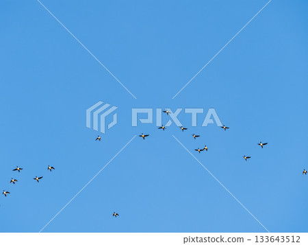 Flock of geese in flight Flock of geese in flight 133643512