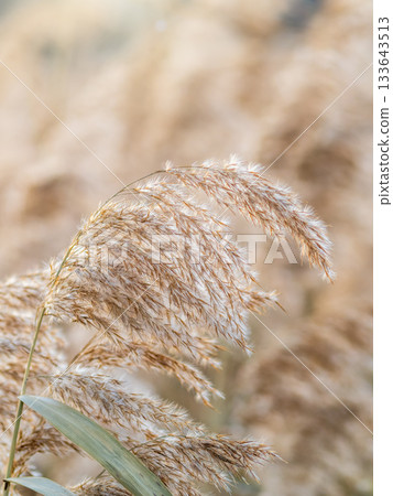 Yellow autumn fluffy feather grass with seeds on curved stems in light wind. Hello autumn concept. Natural background with copy space Yellow autumn fluffy feather grass with seeds on curved stems in light wind. Hello autumn concept. Natural background with copy space 133643513