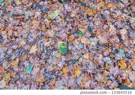 Orange and yellow fallen leaves in the sunlight. 133643516