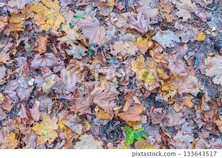 Orange and yellow fallen leaves in the sunlight. 133643517
