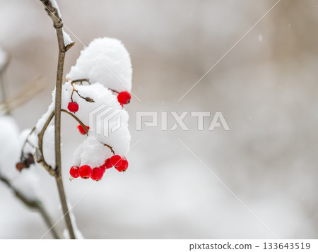 Red Rowan Berries Covered With Fresh Snow. 133643519