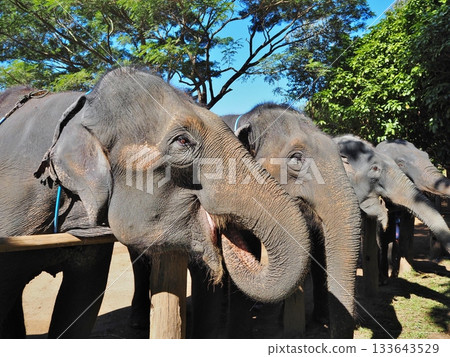 Elephant riding Elephant riding 133643529