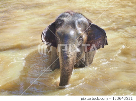 Elephant riding 133643531