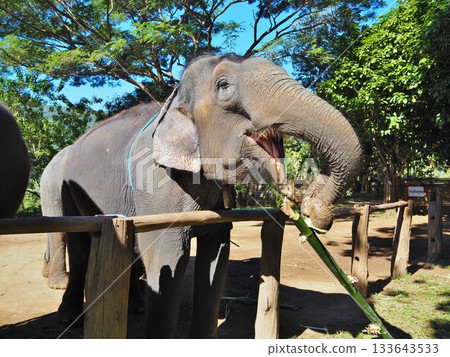 Elephant riding Elephant riding 133643533