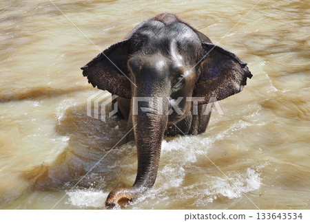 Elephant riding 133643534