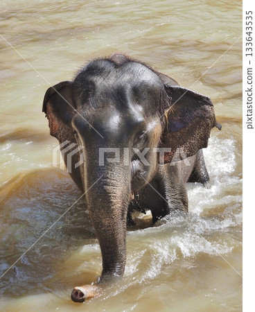 Elephant riding Elephant riding 133643535