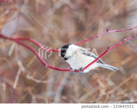 Cute bird the willow tit, song bird sitting on a branch without leaves in the winter. Cute bird the willow tit, song bird sitting on a branch without leaves in the winter. 133643551
