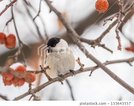 Cute bird the willow tit, song bird sitting on a branch without leaves in the winter. Cute bird the willow tit, song bird sitting on a branch without leaves in the winter. 133643557