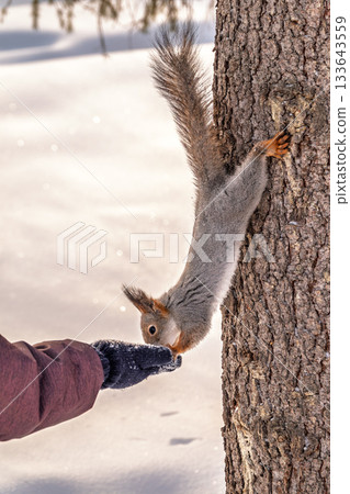 Girl feeds a squirrel with nuts at winter. Caring for animals in winter or autumn. 133643559