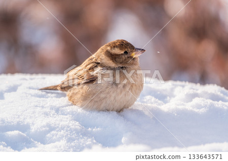 House Sparrow, Passer domesticus, standing in the snow. House Sparrow, Passer domesticus, standing in the snow. 133643571