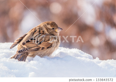 House Sparrow, Passer domesticus, standing in the snow. House Sparrow, Passer domesticus, standing in the snow. 133643572