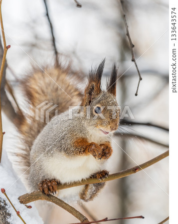 The squirrel with nut sits on tree in the winter or late autumn The squirrel with nut sits on tree in the winter or late autumn 133643574