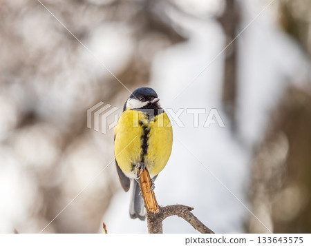 Cute bird Great tit, songbird sitting on a branch without leaves in the autumn or winter. Cute bird Great tit, songbird sitting on a branch without leaves in the autumn or winter. 133643575