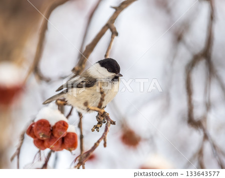 Cute bird the willow tit, song bird sitting on a branch without leaves in the winter. Cute bird the willow tit, song bird sitting on a branch without leaves in the winter. 133643577
