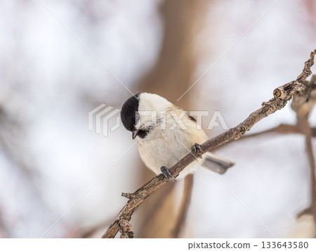 Cute bird the willow tit, song bird sitting on a branch without leaves in the winter. 133643580