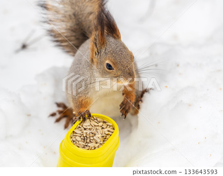 The squirrel in winter sits on white snow. 133643593