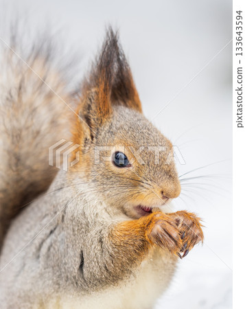 The squirrel in winter sits on white snow. The squirrel in winter sits on white snow. 133643594