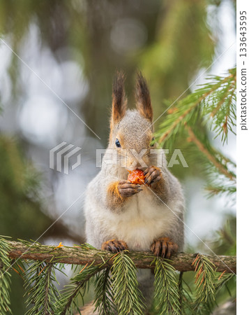 The squirrel with nut sits on tree in the winter or late autumn 133643595